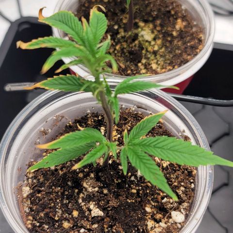 April growlog timeline photo