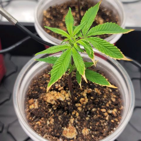 April growlog timeline photo