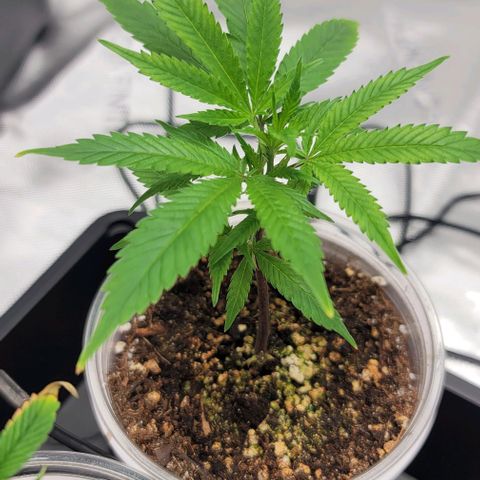 April growlog timeline photo