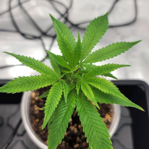 April growlog timeline photo