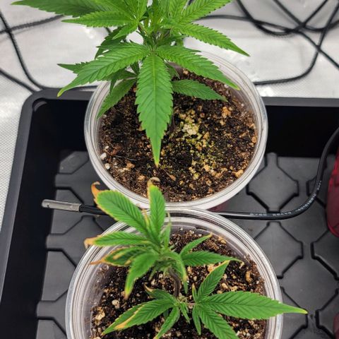 April growlog timeline photo