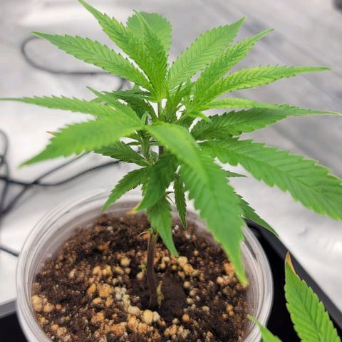 April growlog timeline photo