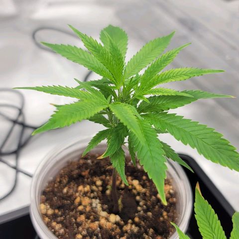 April growlog timeline photo