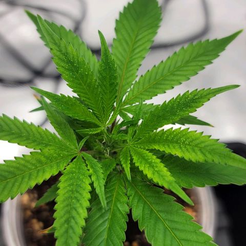 April growlog timeline photo