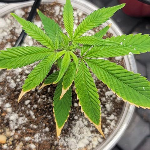 April growlog timeline photo