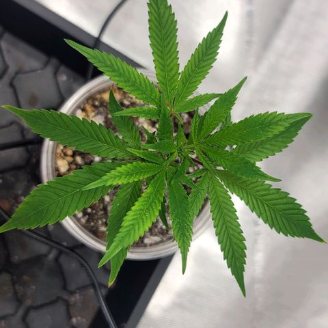 April growlog timeline photo