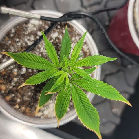 April growlog timeline photo