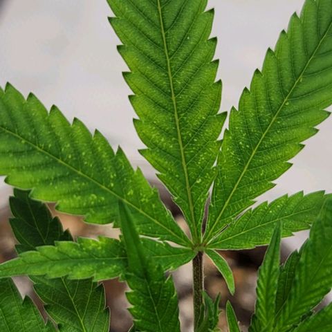 April growlog timeline photo