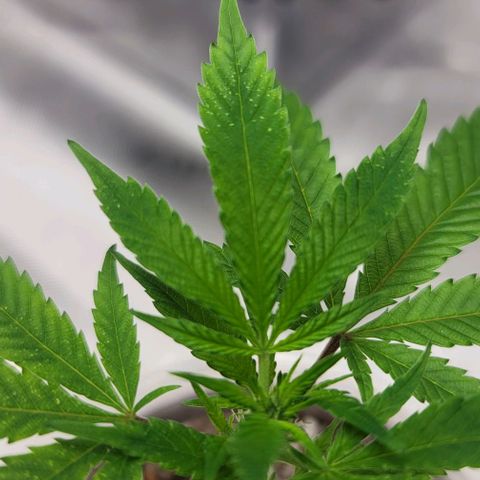April growlog timeline photo