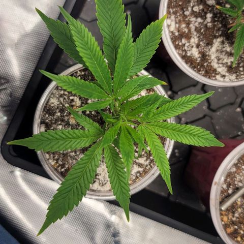 April growlog timeline photo