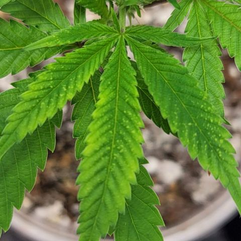 April growlog timeline photo