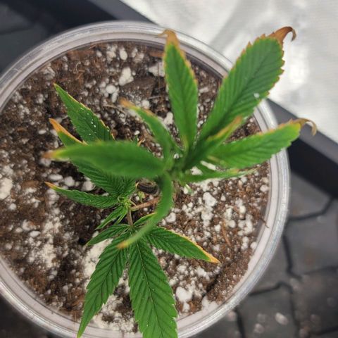 April growlog timeline photo