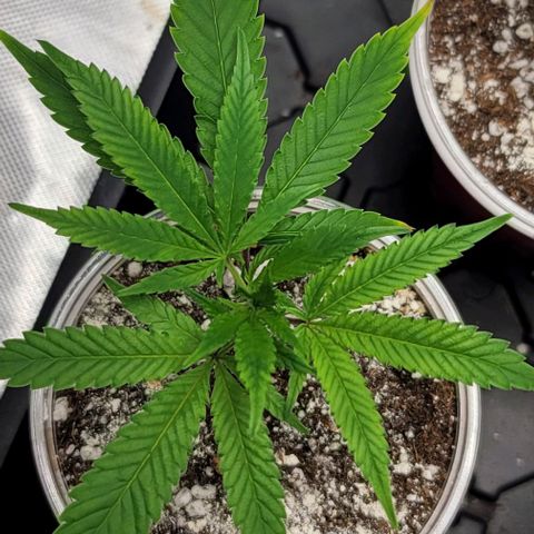 April growlog timeline photo