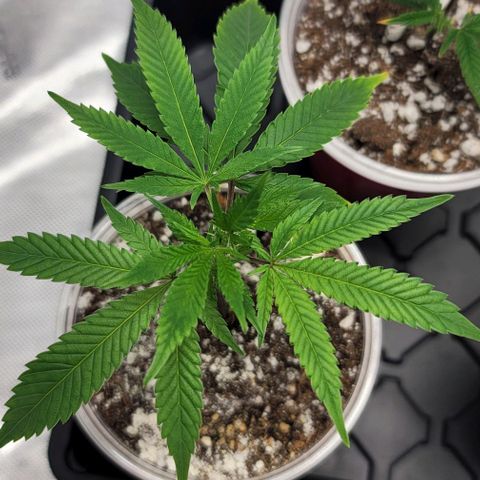 April growlog timeline photo
