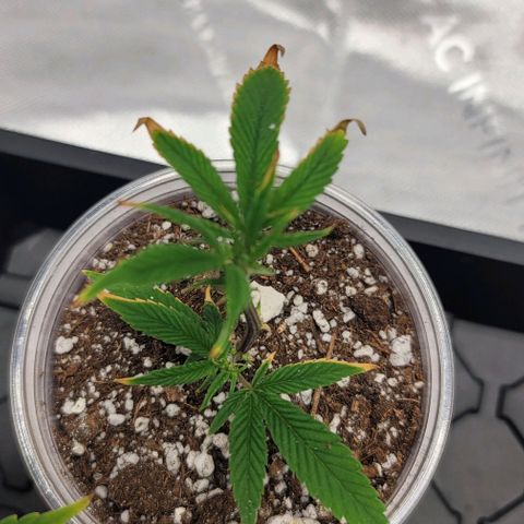 April growlog timeline photo