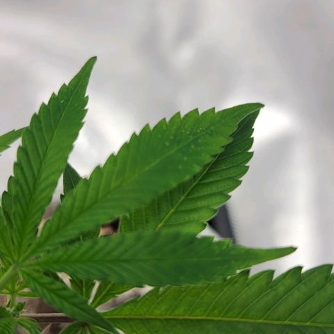 April growlog timeline photo