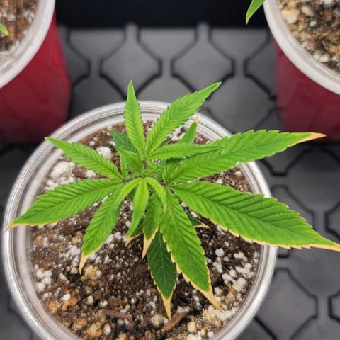 April growlog timeline photo