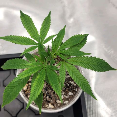 April growlog timeline photo