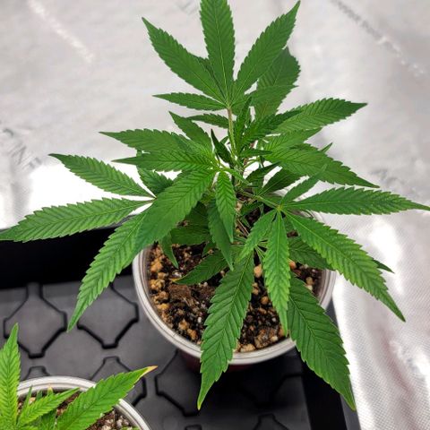 April growlog timeline photo