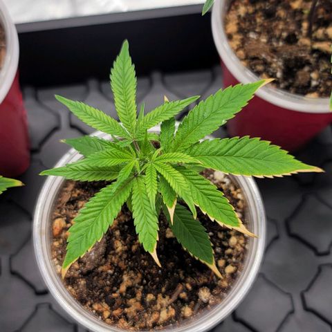 April growlog timeline photo