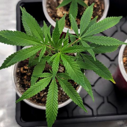 April growlog timeline photo