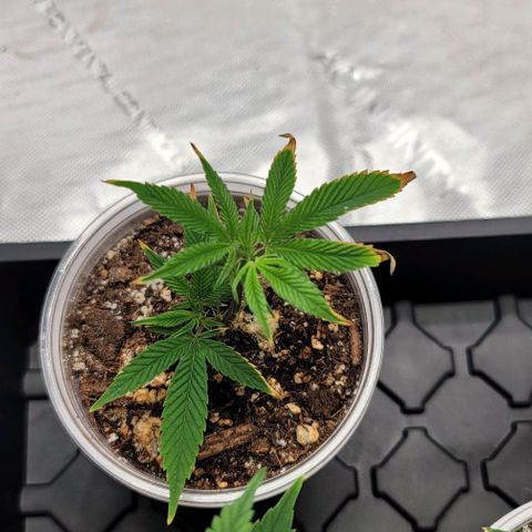 April growlog timeline photo