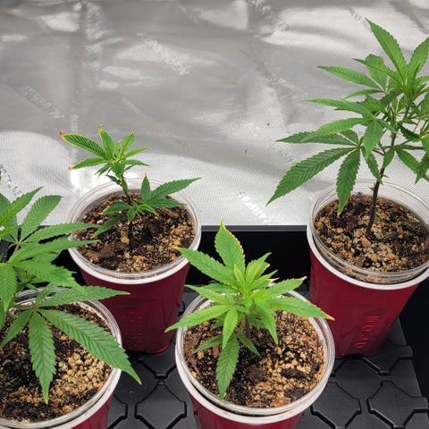 April growlog timeline photo