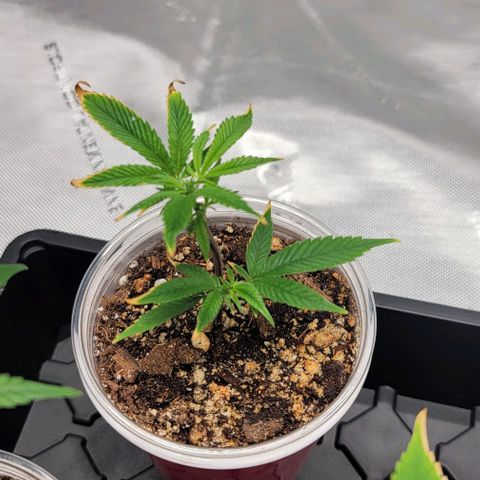 April growlog timeline photo