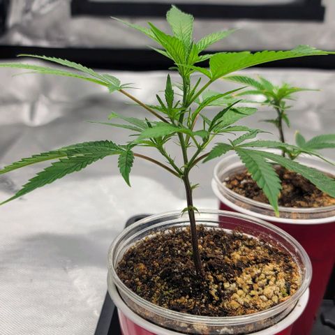 April growlog timeline photo