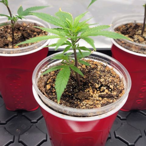 April growlog timeline photo