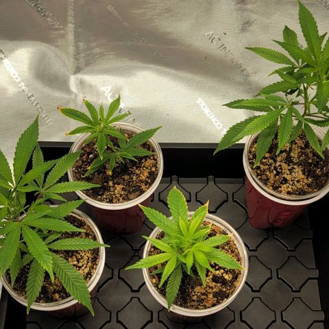 April growlog timeline photo