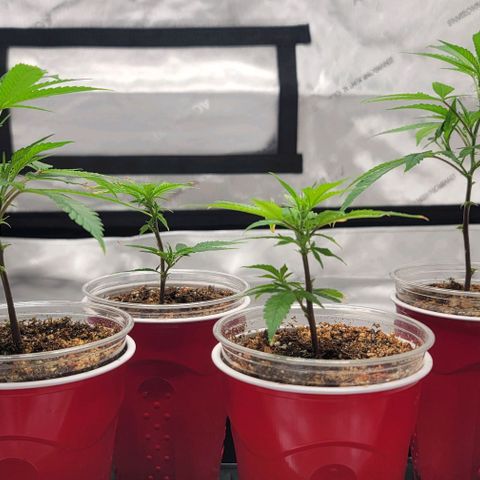 April growlog timeline photo