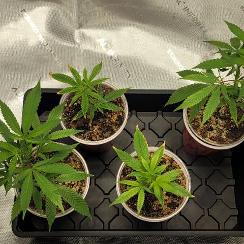April growlog timeline photo