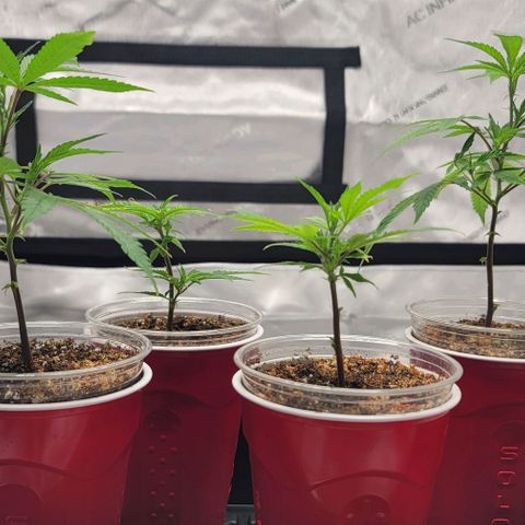 April growlog timeline photo