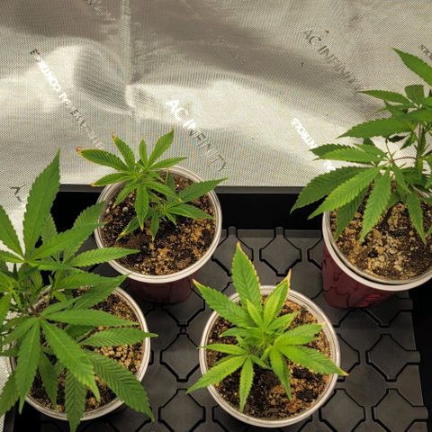 April growlog timeline photo