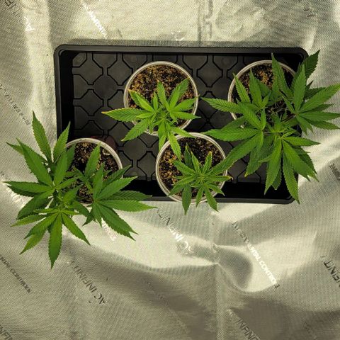 April growlog timeline photo