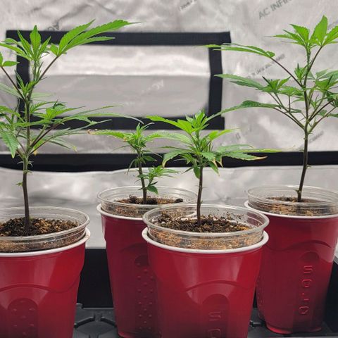 April growlog timeline photo