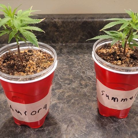 April growlog photo: Naming 