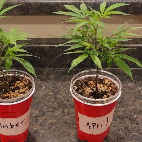 April growlog photo: Naming 
