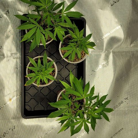 April growlog timeline photo