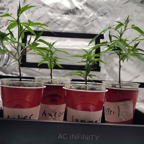 April growlog timeline photo