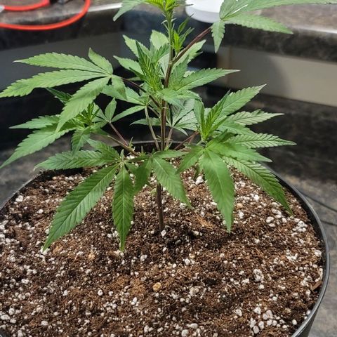 April growlog timeline photo