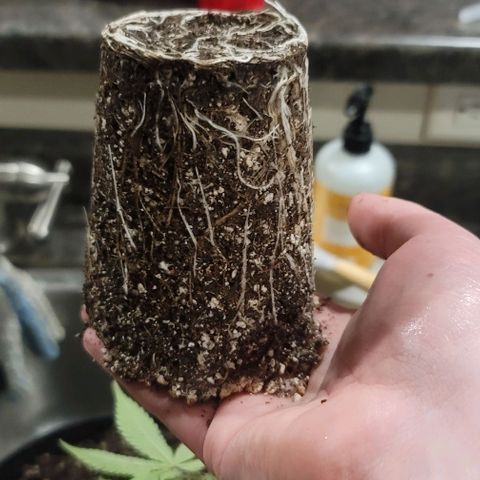 April growlog timeline photo