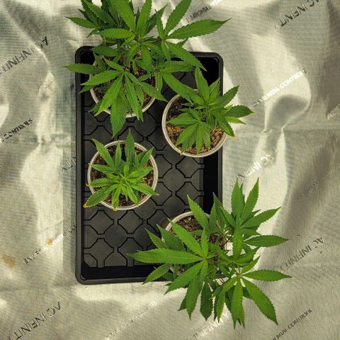 April growlog timeline photo