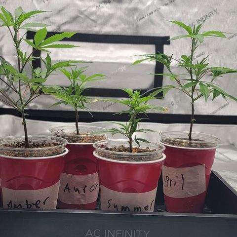 April growlog timeline photo