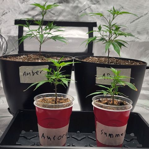 April growlog timeline photo
