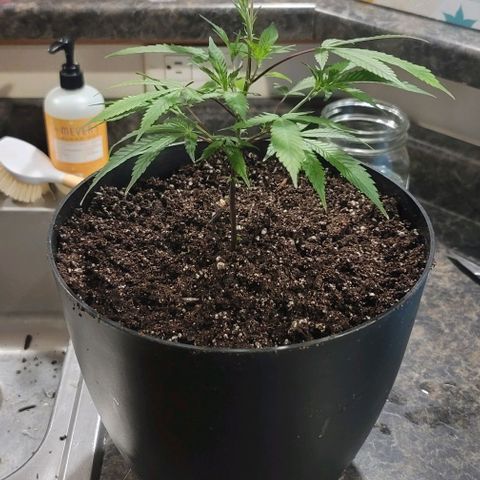 April growlog timeline photo