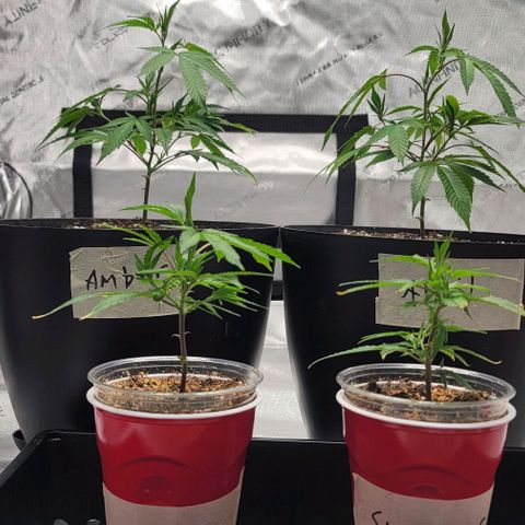 April growlog timeline photo