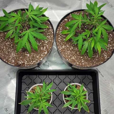 April growlog timeline photo