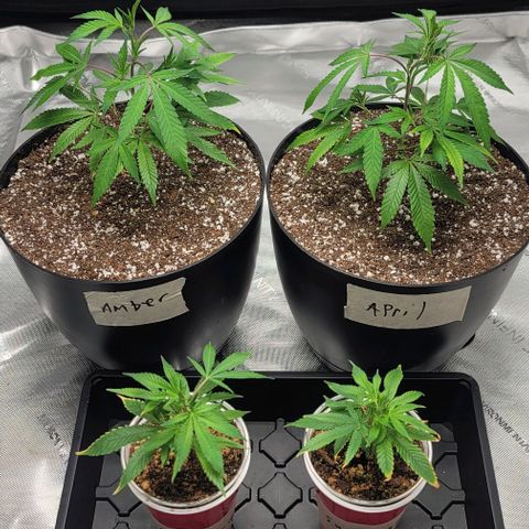 April growlog timeline photo
